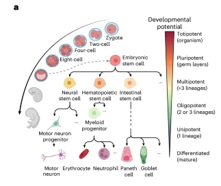 Improved reconstruction of single-cell developmental potential with CytoTRACE 2